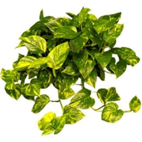 تصویر پوتوس ابلق (پتوس) 