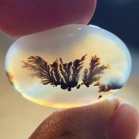 تصویر شجر قائنات 