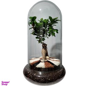 تصویر تراریوم بونسای مدل فیکوس رتوزا 