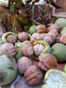 تصویر گردو با پوست Nuts