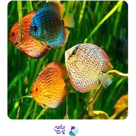 تصویر دیسکس 4 اینچ (مختلط) 