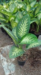 تصویر گل آپارتمانی دیفن باخیا سطل۳ 