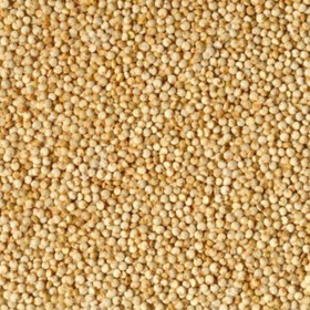 تصویر کینوا سفید 