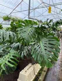 تصویر برگ انجیری مونسترا 