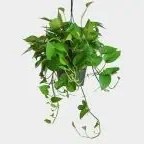 تصویر گیاه پتوس آویز 