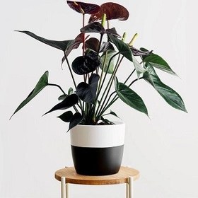 تصویر گیاه آنتوریوم(anthurium) 