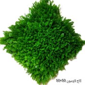 تصویر دیوار سبز کاج لاوسون سایز ۵۰ در ۵۰ سانتیمتر کد ۹۱۱۴ 