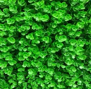 تصویر گرین وال - دیوار سبز - شمشادی 50 در 50 