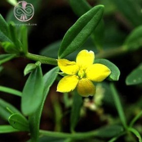 تصویر بذر ساکولنت ریشه جوجه تیغی 5 عددی 