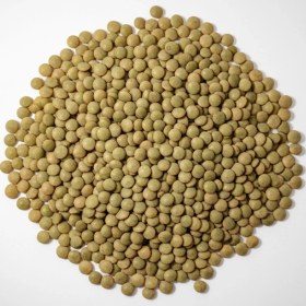 تصویر عدس ساسکن 