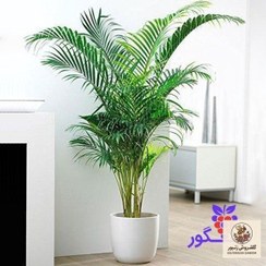 تصویر گیاه نخل اریکا سایز ۱.۵ متری | کد: ZNB-E99 