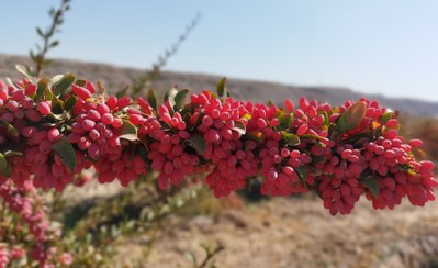 تصویر زرشک تازه شاخه قائنات 