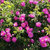 تصویر نهال گل محمدی 