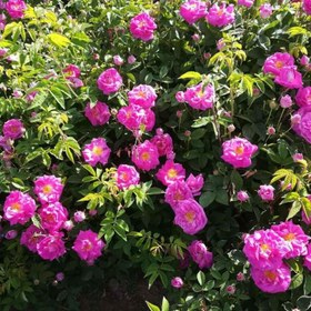 تصویر نهال گل محمدی 