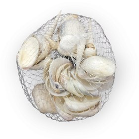 تصویر صدف تزئینی دریایی Mixed decorative oysters