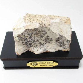 تصویر سنگ شجر فسیلی (دندریتی ) کد 2211 