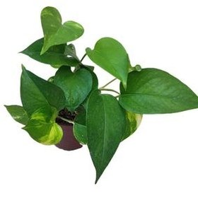 تصویر گیاه پتوس طبیعی مدل 012 