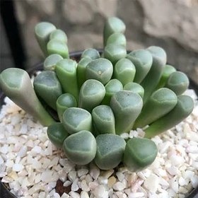 تصویر بذر کاکتوس فنستراریا 