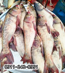 تصویر ماهی بیگ هد (کپور سرگنده) کیلویی 
