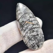 تصویر فسیل درشت طبیعی ارتروسراز معدنی کد 30471 