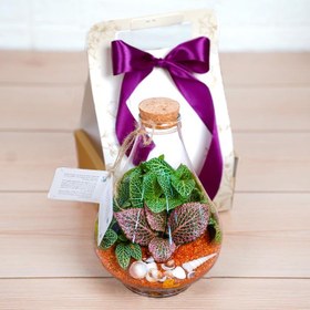 تصویر تراریوم مینی پوپک 