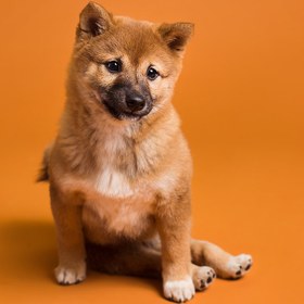 تصویر فون کاغذی Savage Widetone Seamless #17 Sienna 