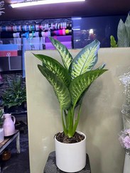 تصویر گل دیفن باخیا 