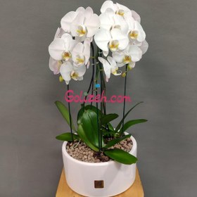 تصویر گلدان ارکیده سفید 