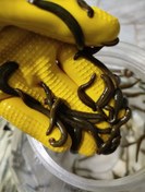 تصویر زالو طبی سایز متوسط گیرایی دار 