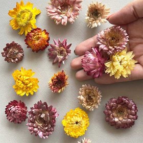 تصویر گل خشک مینا بسته 25 عددی 