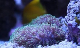 تصویر ماشروم پرزدار سبز Green Hairy Mushroom Coral