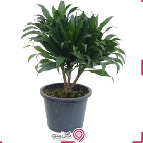 تصویر گلدان کامپکت کوچک 