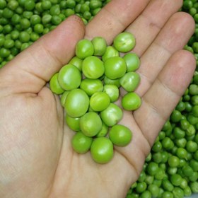تصویر نخود فرنگی سبز درشت ۱ کیلوگرم 
