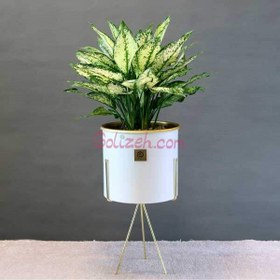 تصویر آگلونما سفید 