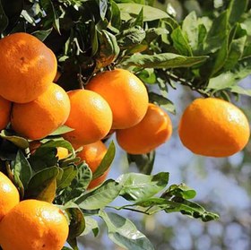 تصویر نارنگی 