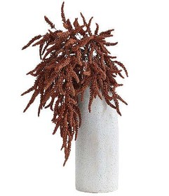 تصویر گل خشک تاج خروس ( آمارانت ) 