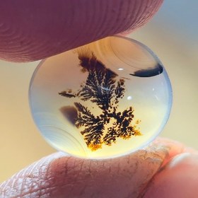 تصویر شجر قائن سایز کوچک 