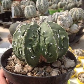 تصویر بذر کاکتوس میریو میکس فوکوریو 