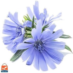 تصویر بذر کاسنی 10، 100 و 500 گرمی