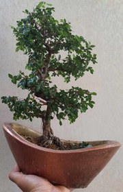تصویر بونسای (بنسای) نارون ژاپنی هوکایدو گلدان برنزی ا Hokaydo bonsai Hokaydo bonsai