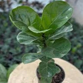 تصویر فیکوس لیراتا 