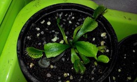 تصویر گیاه ونوس حشره خوار (4.5 ماهه) 