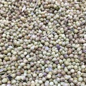 تصویر تخم گشنیز 500گرم 