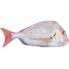 تصویر ماهی شانک صورتی تازه ۱ کیلوگرم 