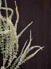 تصویر گیاه تزئینی یا خرج کار 