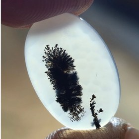 تصویر شجر افغان 