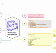 تصویر چارت خلاصه بیماری مایکوپلاسما (هموتروفیک) 