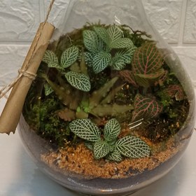 تصویر تراریوم گیاه طبیعی مدل طاووس 