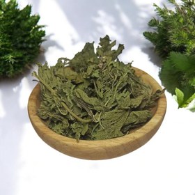 تصویر گیاه گزنه 