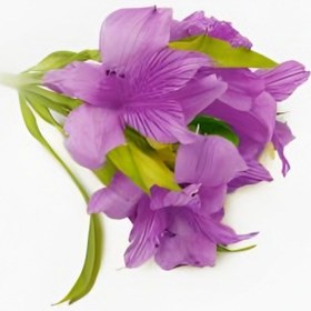 تصویر آلسترومریا بنفش ده شاخه 